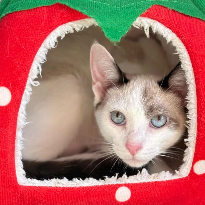 A young medium-sized male Cream / Ivory Snowshoe cat named Cairo for adoption in New Fairfield, CT