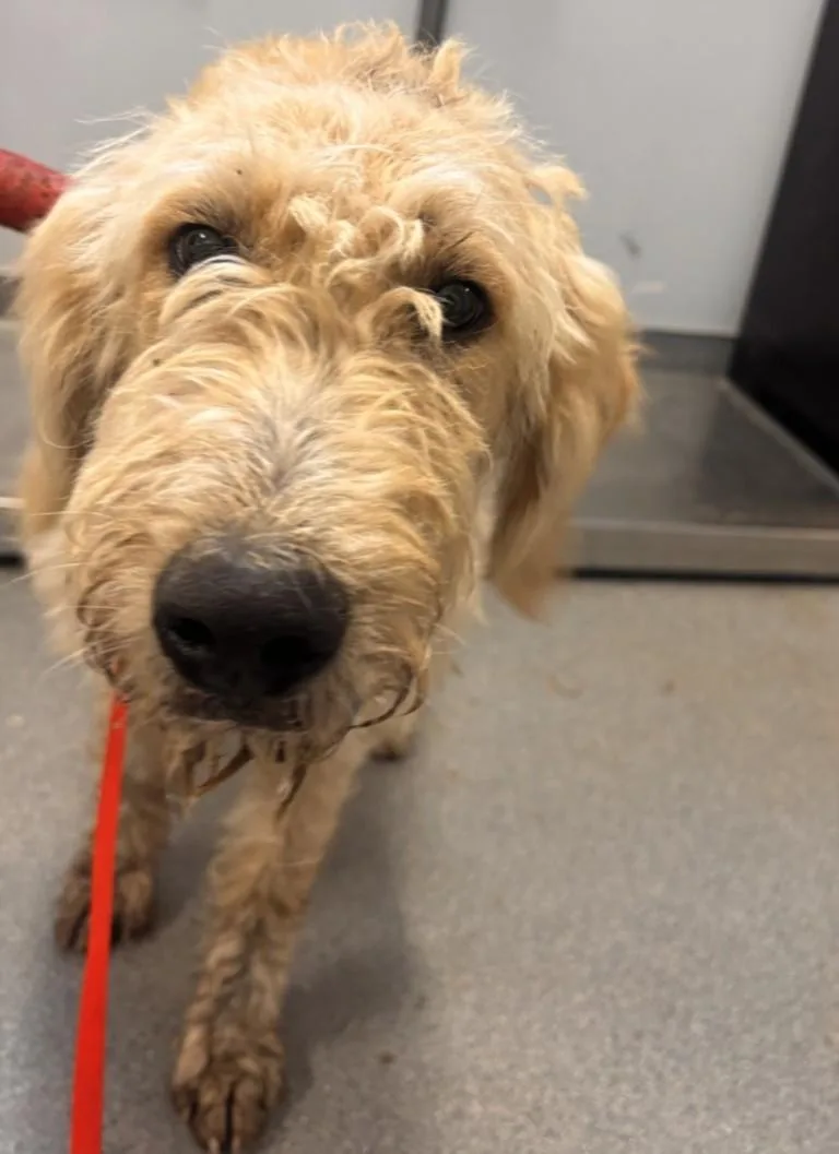 An adult large-sized female Poodle dog named A for adoption in Olivehurst, CA