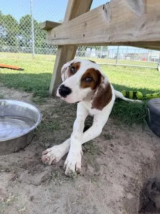 An adult large-sized male Mixed Breed dog named Ed for adoption in Manteo, NC
