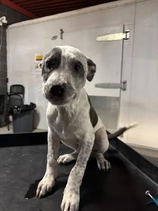 A baby medium-sized male White / Cream Pit Bull Terrier dog named Dippin Dots for adoption in El Paso, TX