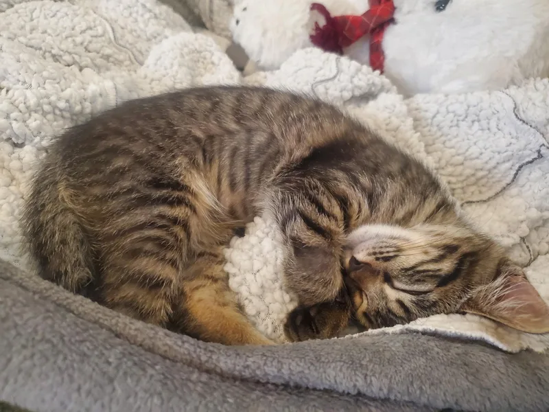A young medium-sized female Tabby (Brown / Chocolate) Tabby cat named Apple Pie And for adoption in Fountain Valley, CA