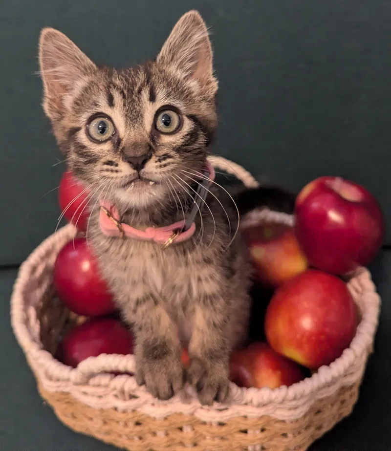 Apple Pie  And thumbnail 4