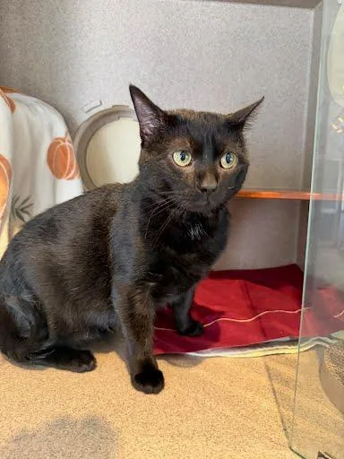 An adult medium-sized male Domestic Short Hair cat named Lailai for adoption in Washington, DC