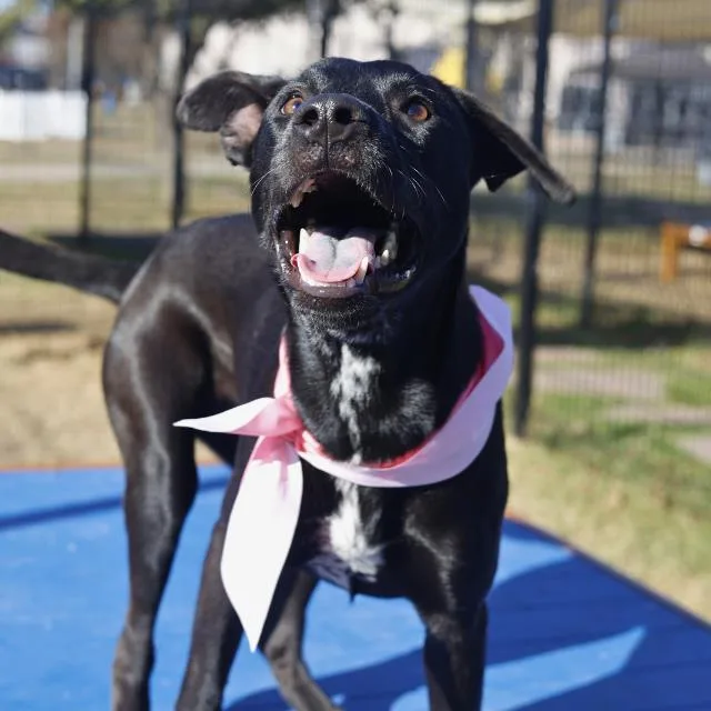 A young medium-sized female Shepherd dog named Tiana for adoption in San Antonio, TX