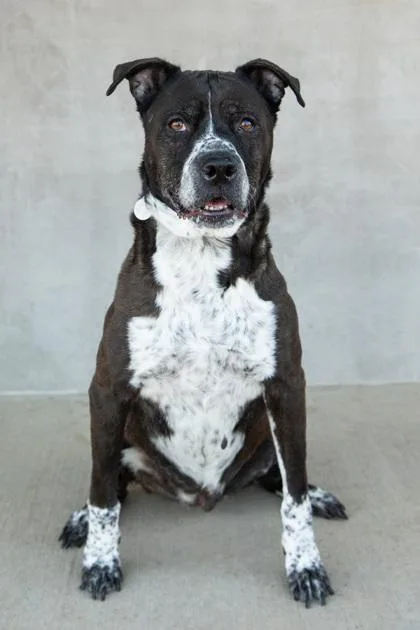 A young large-sized female Mixed Breed dog named Allie for adoption in Longmont, CO