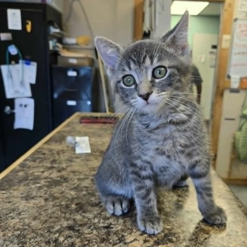A baby medium-sized male Tabby (Gray / Blue / Silver) Domestic Short Hair cat named Groundhog for adoption in Martinsville, IN