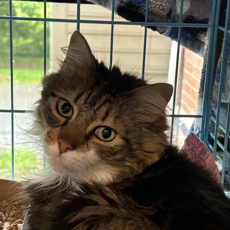 An adult large-sized male Domestic Long Hair cat named Jimmy Neutron for adoption in Allentown, PA