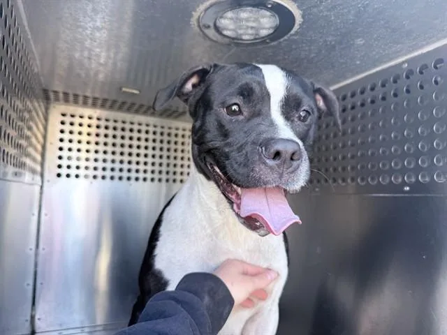 A young large-sized female Boxer dog named Izzy for adoption in Phoenix, AZ