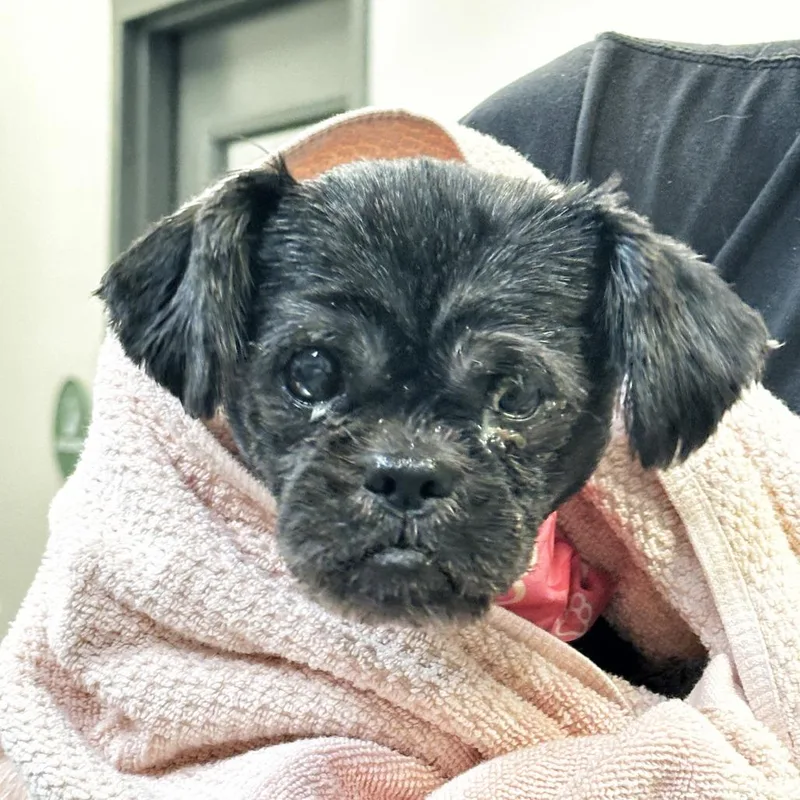 A senior small-sized female Black Shih Tzu dog named Fancy for adoption in Franklin, TN