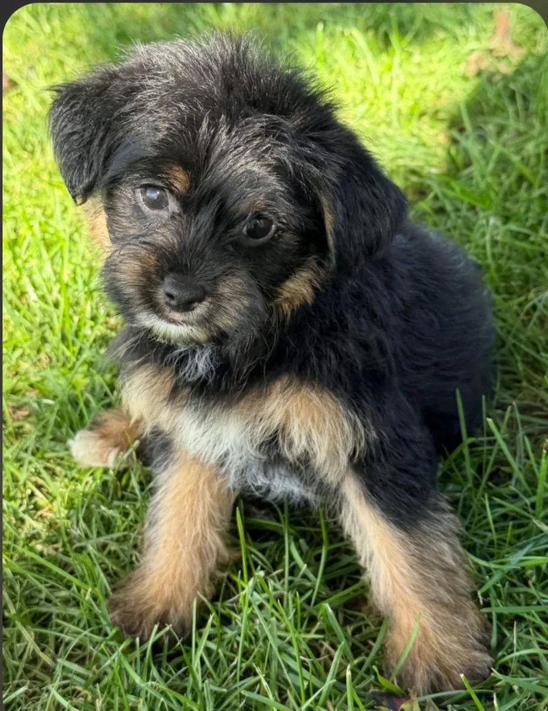 A baby small-sized female Yorkie Poo dog named Trina for adoption in Liberty Center, OH