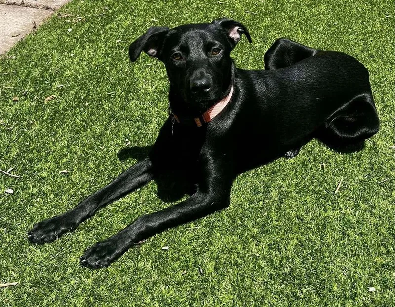 Supernova thumbnail 5