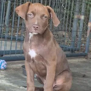 A baby small-sized male Labrador Retriever dog named Mac for adoption in Dover, AR