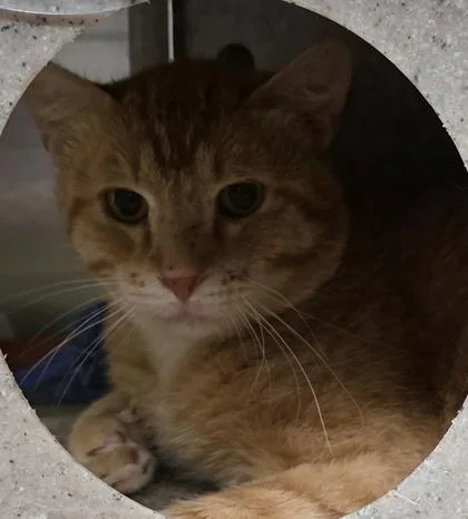 A young medium-sized male Orange & White Domestic Short Hair cat named Sunflower for adoption in Dubuque, IA