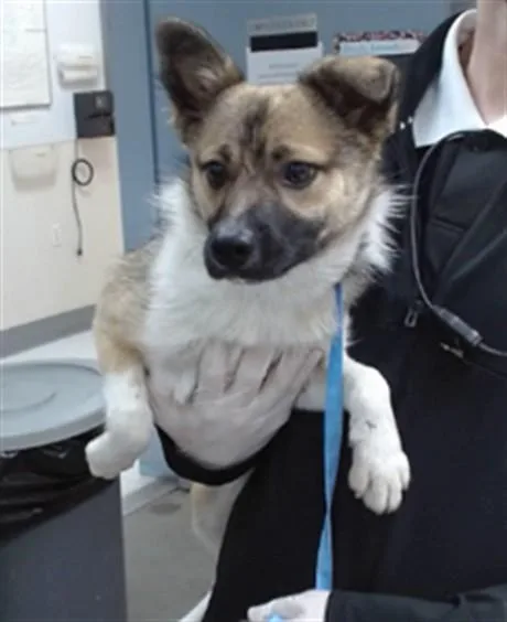 A young medium-sized female American Eskimo Dog dog named Koda for adoption in Salinas, CA