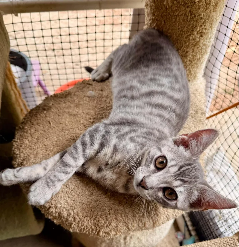 A baby small-sized male Tabby (Gray / Blue / Silver) Domestic Short Hair cat named Kimchi for adoption in San Juan Capistrano, CA
