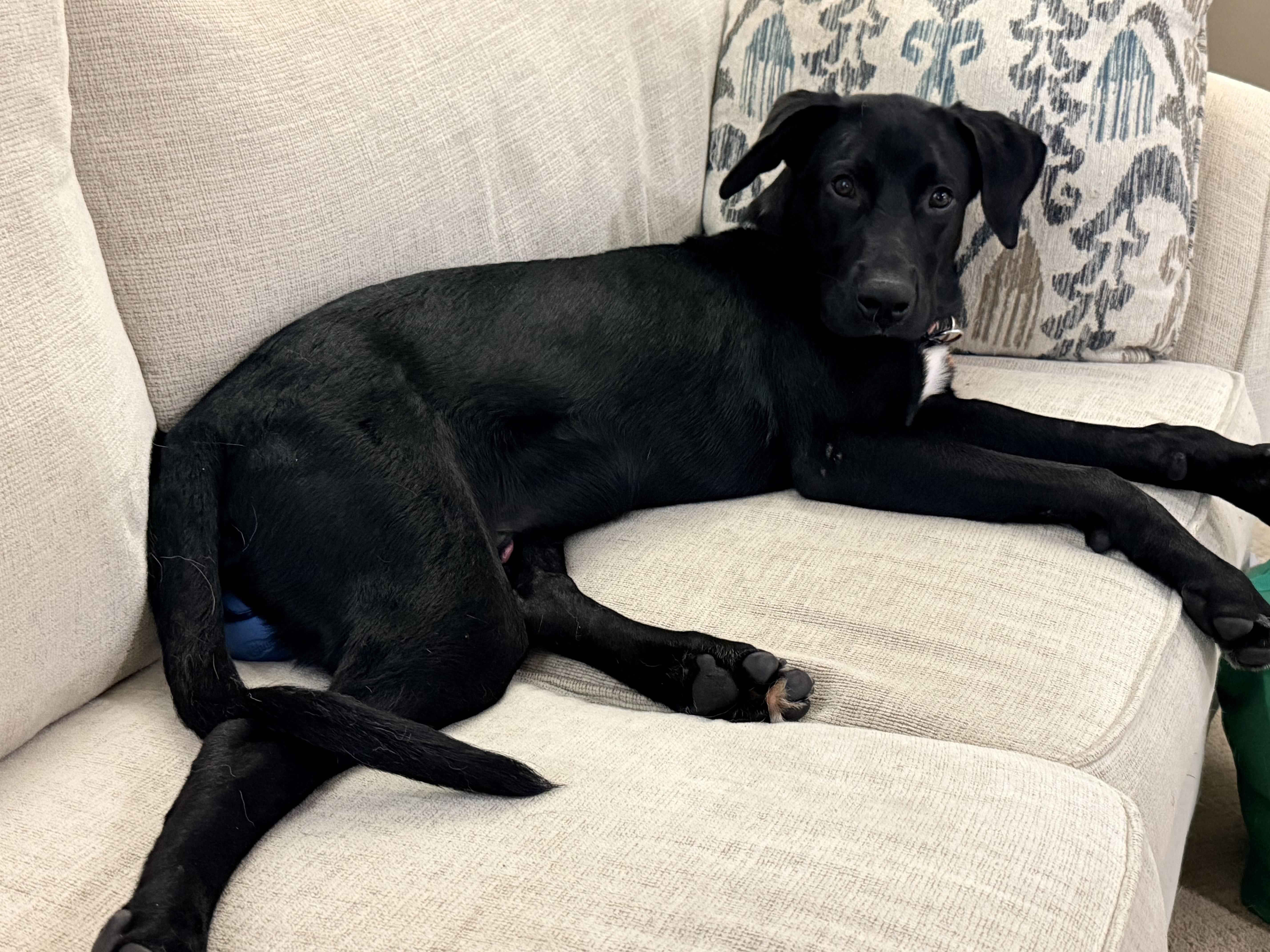 A baby large-sized male Labrador Retriever dog named George for adoption in Indianapolis, IN