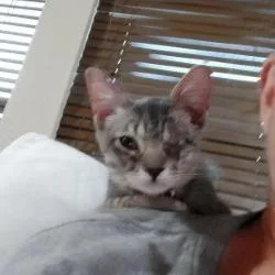 Veronica thumbnail 3