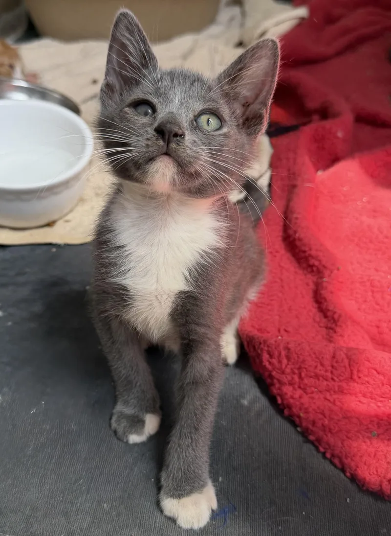 A baby medium-sized male Gray & White Domestic Short Hair cat named Ducky for adoption in jacksonville, FL
