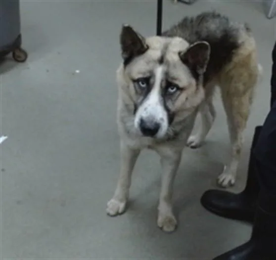 A young large-sized male Siberian Husky dog named Diesel for adoption in Salinas, CA