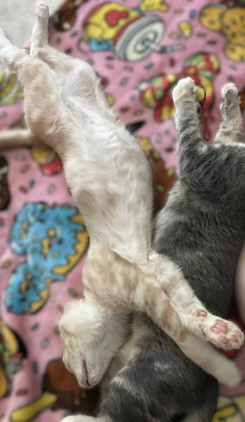 A baby medium-sized male Buff & White Tabby cat named Cheezy Poof for adoption in Vacaville, CA