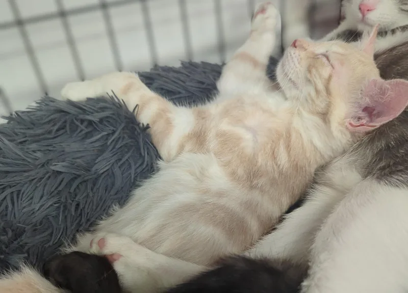 Cheezy Poof thumbnail 3