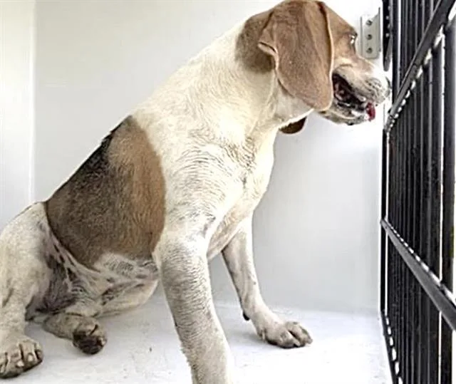 An adult medium-sized male Beagle dog named Whiskey for adoption in Houston, TX