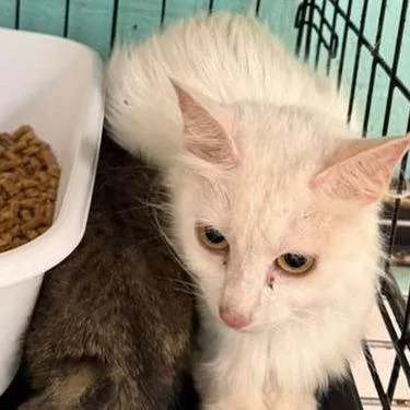 An adult medium-sized female White Domestic Medium Hair cat named Aurora for adoption in Gadsden, AL