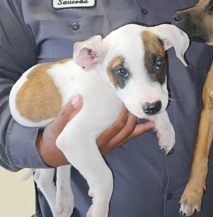 A baby large-sized male Boxer dog named Rascal for adoption in Morton Grove, IL