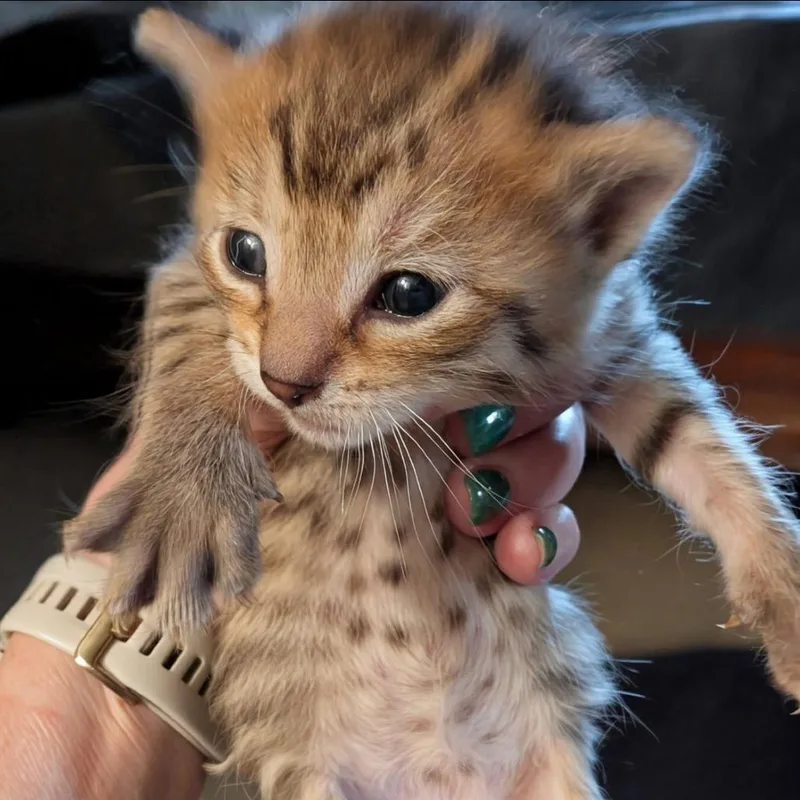 A baby small-sized female Torbie Domestic Short Hair cat named Suzy Q for adoption in Middleton, WI