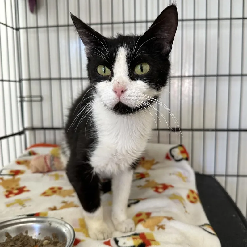 An adult small-sized female White Domestic Short Hair cat named Matilda for adoption in Kanab, UT
