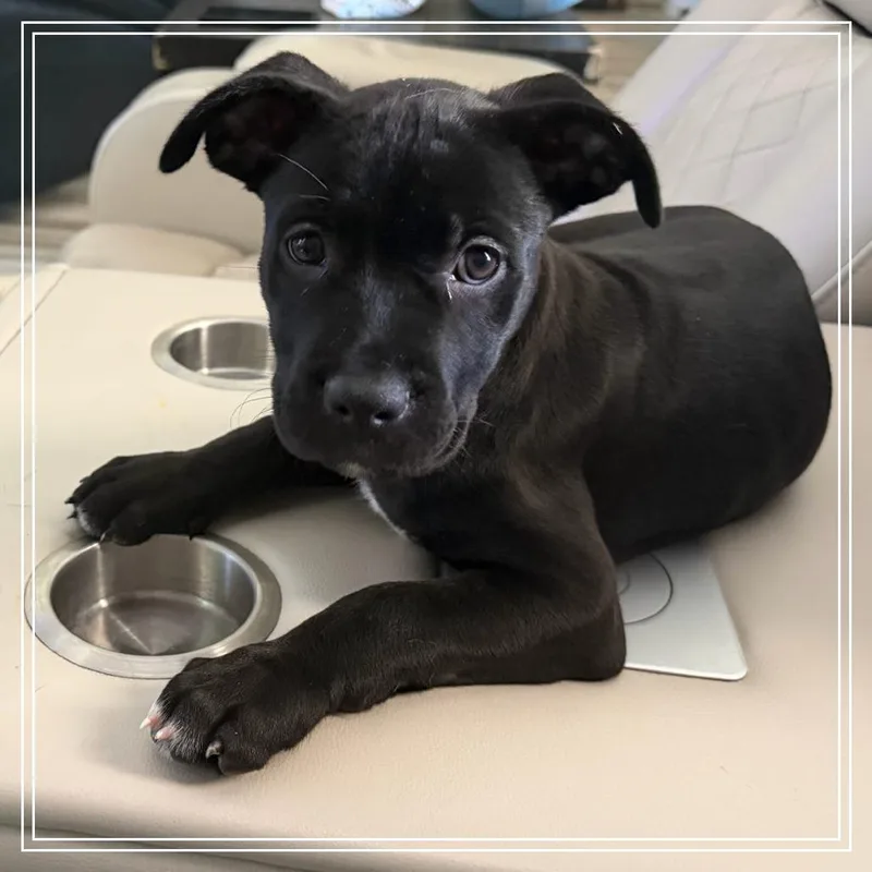 A baby small-sized female Black Pit Bull Terrier dog named Pepper for adoption in Chandler, AZ