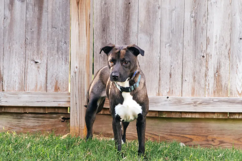 A young medium-sized female Brown / Chocolate American Staffordshire Terrier dog named Darla  MD for adoption in Magnolia, TX