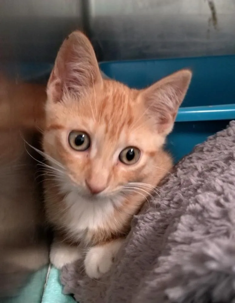 A baby medium-sized female Orange / Red Domestic Short Hair cat named Sunkist for adoption in West Orange, NJ