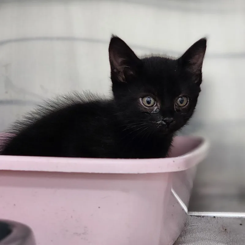 A baby small-sized female Gray / Blue / Silver Domestic Short Hair cat named Asteria for adoption in Auburn, AL