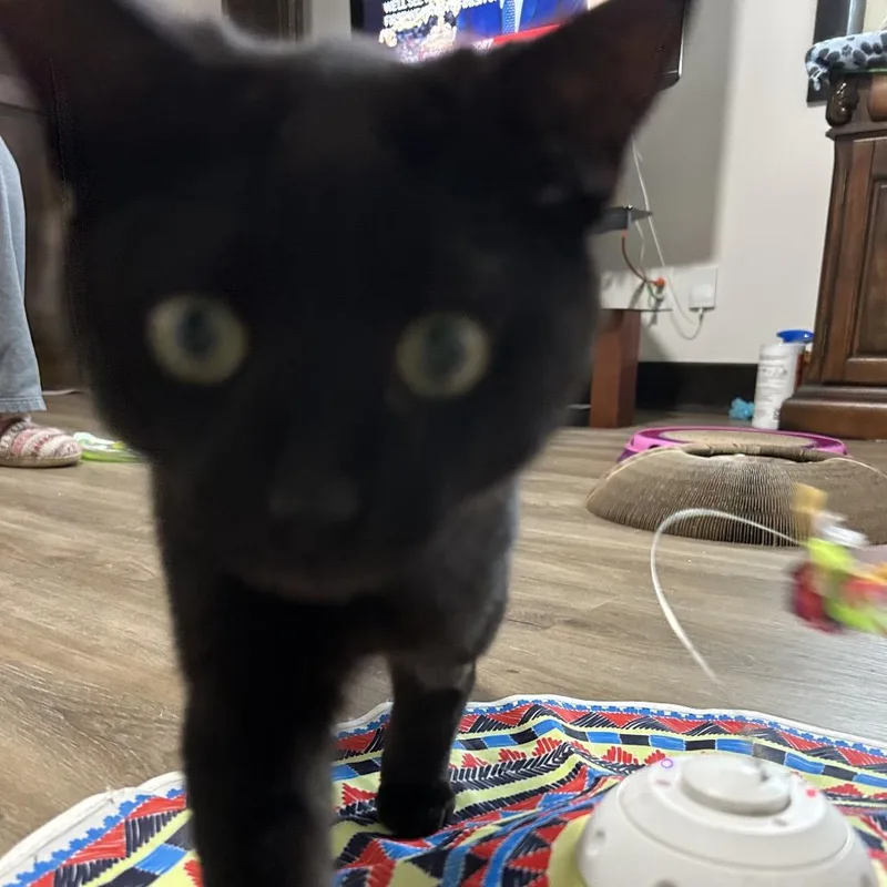 Charlie Chaplin thumbnail 2