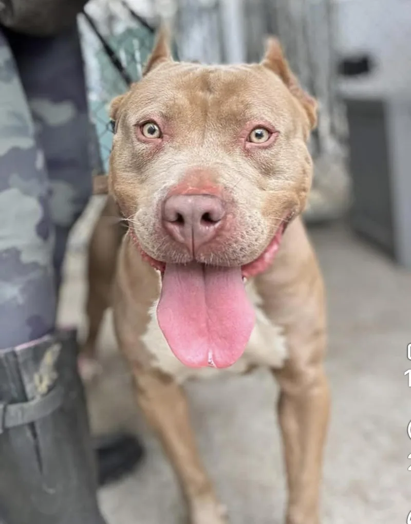 An adult medium-sized female Yellow / Tan / Blond / Fawn Pit Bull Terrier dog named Kiwi for adoption in Chicago, IL