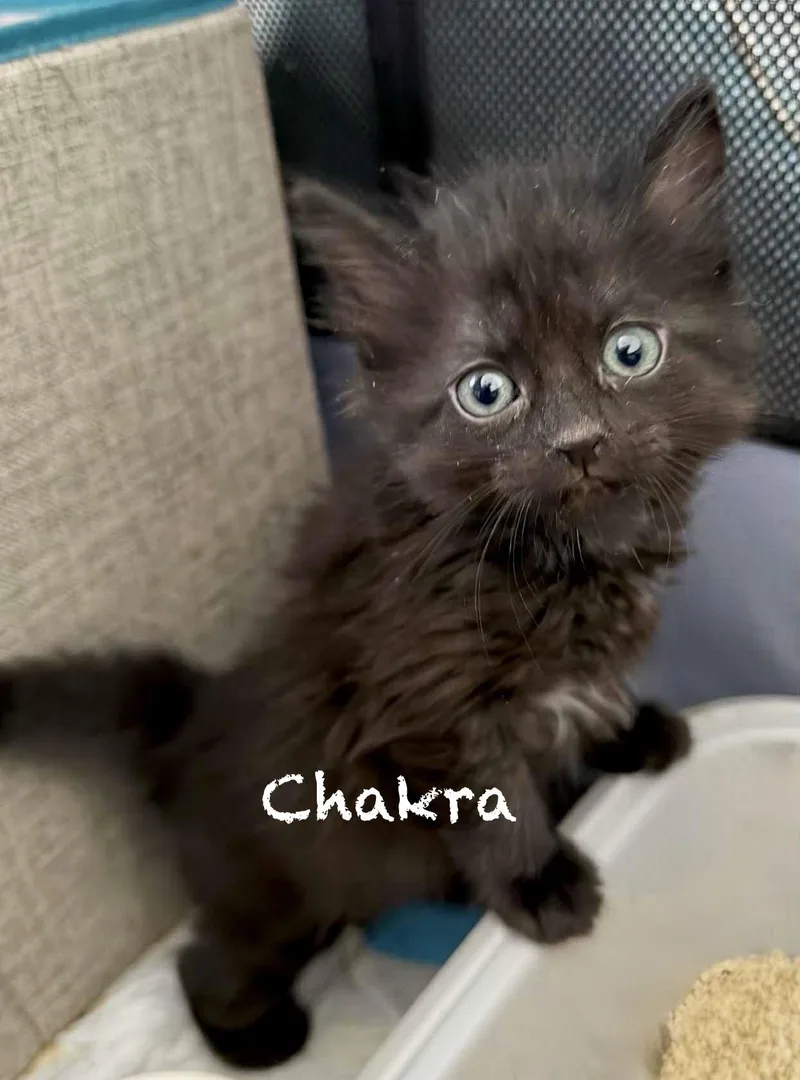 Chakra thumbnail 4