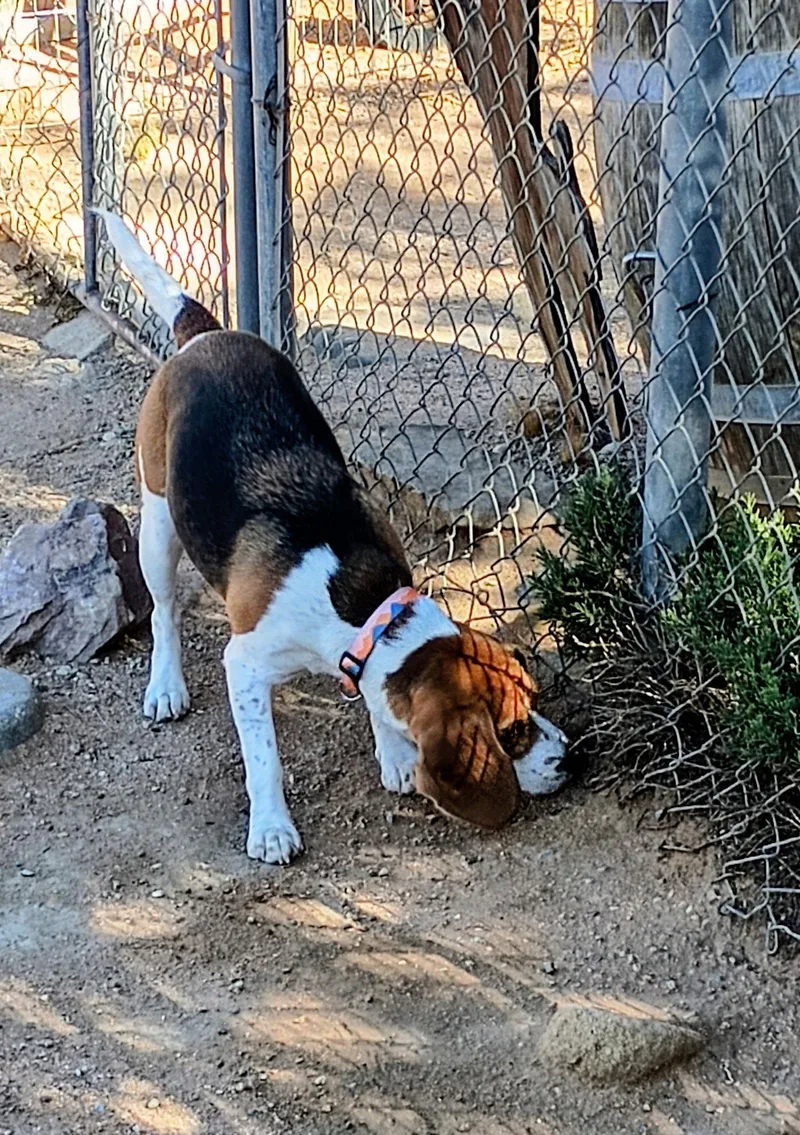 A young small-sized female Beagle dog named Chanel for adoption in Apple Valley, CA