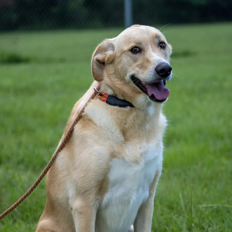 An adult large-sized female Yellow / Tan / Blond / Fawn Labrador Retriever dog named Wednesday for adoption in Elizabeth City, NC