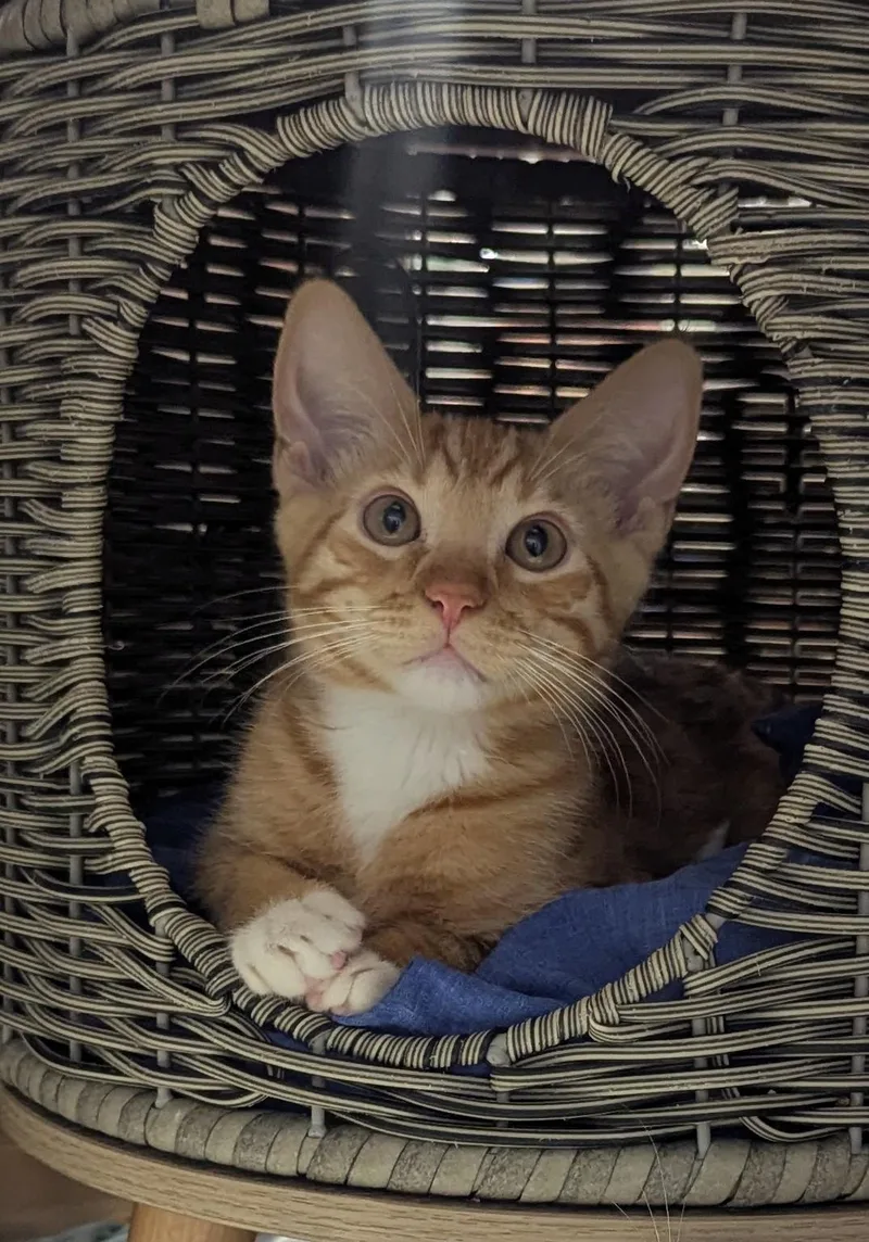A young small-sized male Domestic Short Hair cat named Garfield for adoption in Fullerton, CA