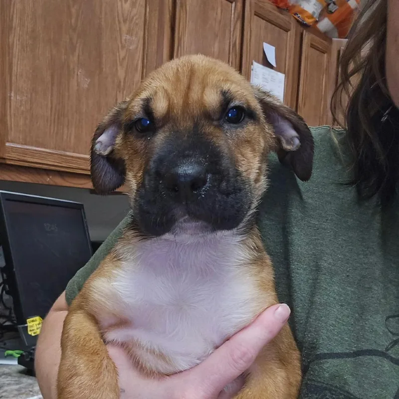 A baby small-sized female Brown / Chocolate Border Collie dog named Chai  U for adoption in Tupelo, MS