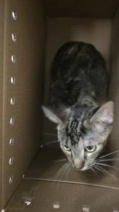 An adult medium-sized female Domestic Short Hair cat named Stevia for adoption in Wichita, KS
