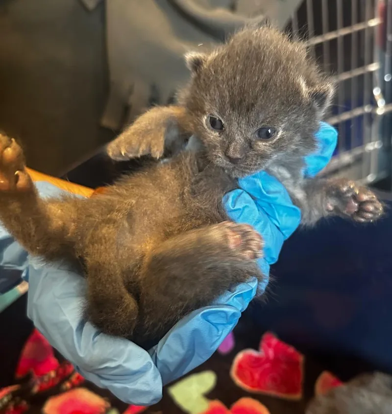 A baby small-sized female Domestic Short Hair cat named Minerva for adoption in Peru, NY