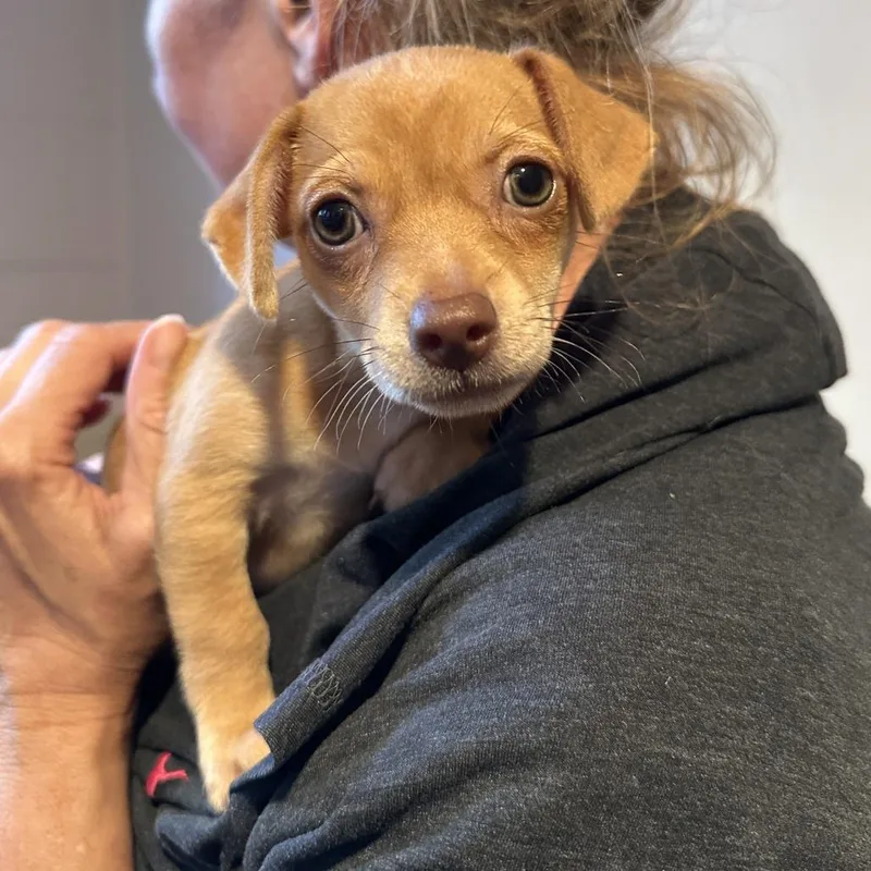 A baby small-sized female Yellow / Tan / Blond / Fawn Mixed Breed dog named Moana for adoption in San Francisco, CA