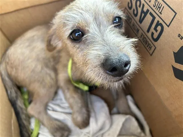 A young small-sized male Terrier dog named Mister for adoption in San Antonio, TX