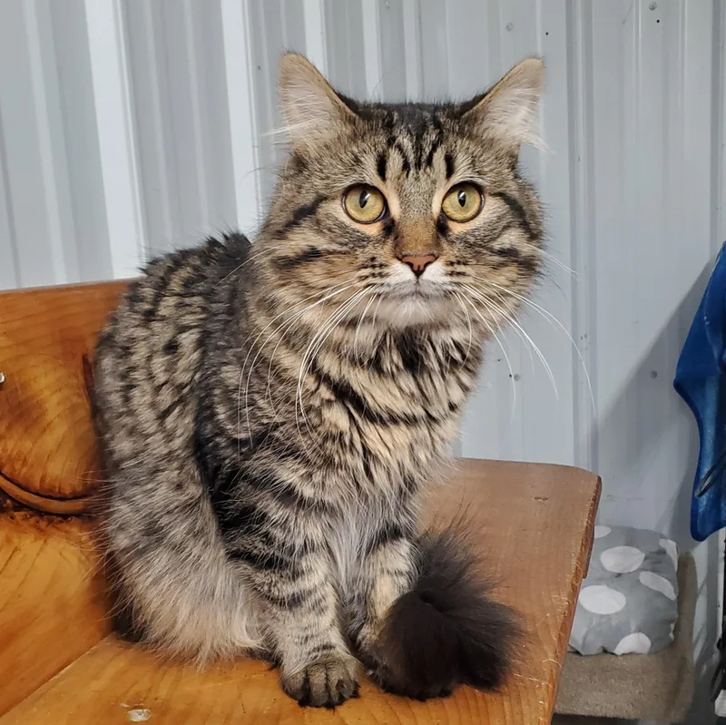 A young medium-sized male Tabby (Brown / Chocolate) Domestic Medium Hair cat named Freyr for adoption in Marseilles, IL