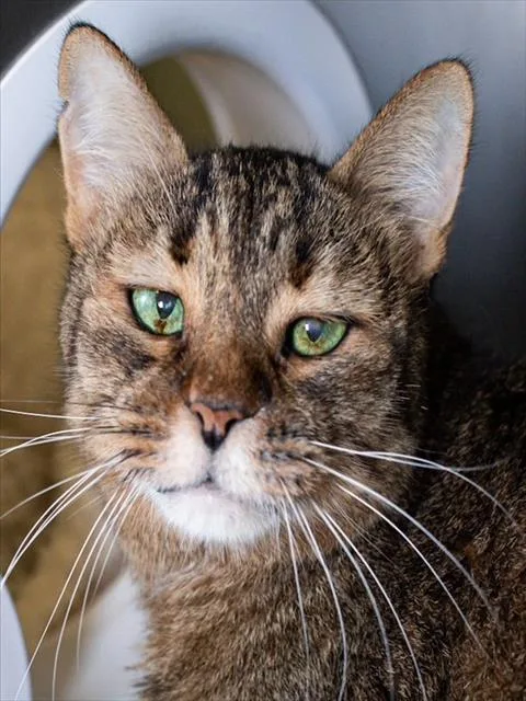 A senior small-sized female Domestic Short Hair cat named Emmy for adoption in Boston, MA