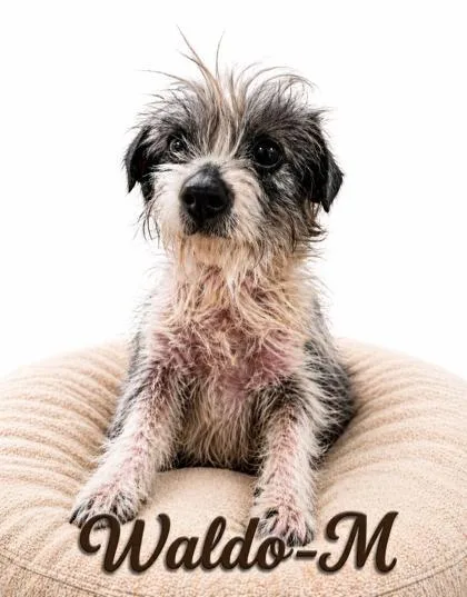 An adult small-sized male Terrier dog named Waldo for adoption in Guntersville, AL
