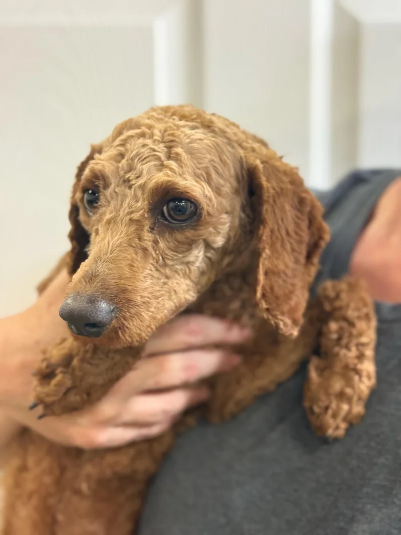 A young small-sized male Red / Chestnut / Orange Miniature Poodle dog named Sol for adoption in Blue Springs, MO