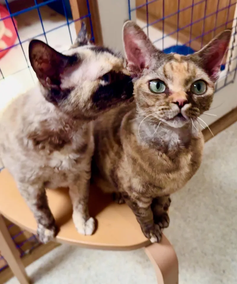 An adult medium-sized female Devon Rex cat named Tatiana for adoption in Davis, CA